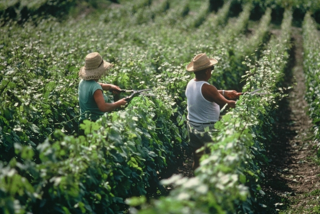 eChampagne - Septembre - Les vendanges