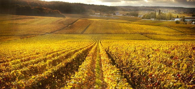 eChampagne - 