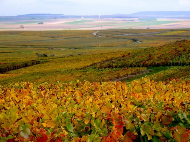 eChampagne - Coteau sud